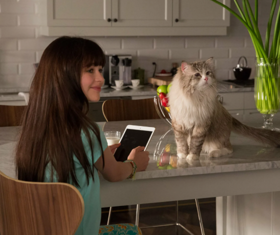 В Перми пропал первый трудоустроенный кот: подробности