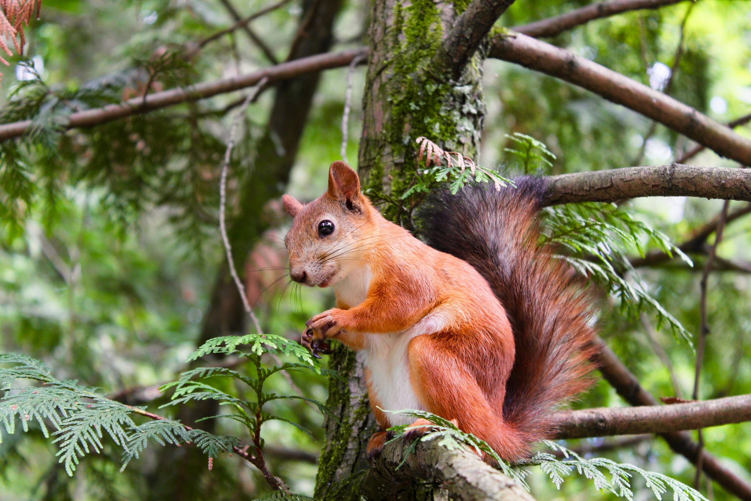 The star of social networks, the squirrel Peanut, died – the owner did not have time to save him