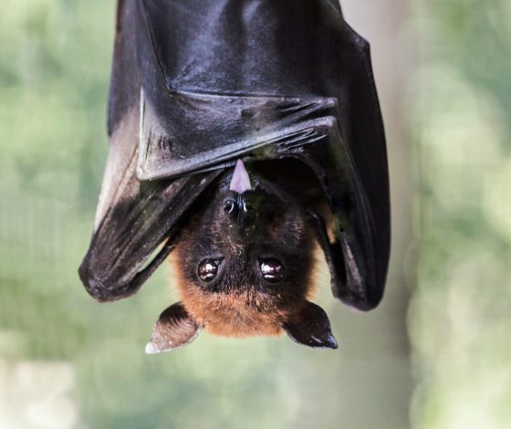 Конкурс красоты летучих мышей: показываем победителя