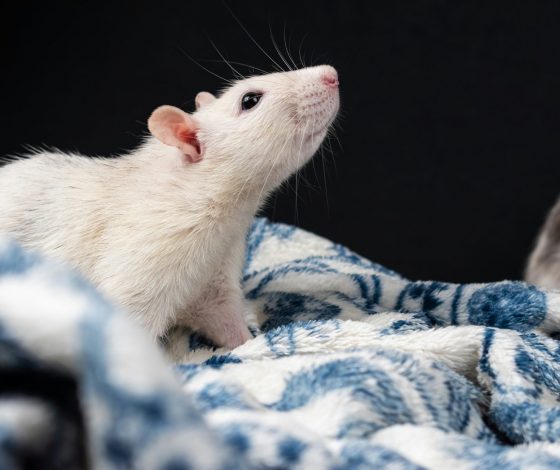 Будущее рядом: российские ученые первыми вживили в мозг крысы искусственный интеллект