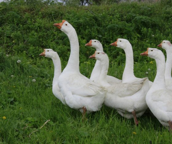 Почему москвичи заводят в квартирах гусей. Раскрываем особенности пернатого питомца
