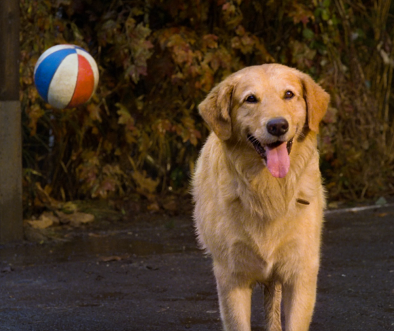 Директор по позитивному настрою: университет взял на работу золотистого ретривера