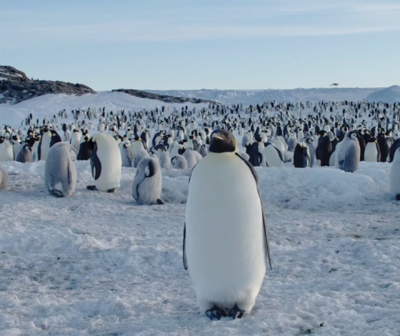 В Антарктиде впервые обнаружили янтарь