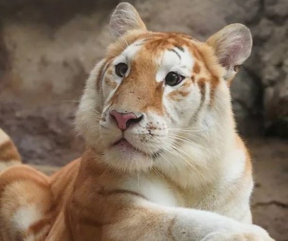 Тигрица Ава – новая звезда социальных сетей: в чем секрет ее популярности