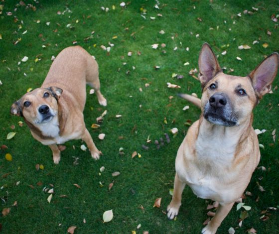 Как выглядит самая уродливая собака 2024 года: фото