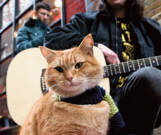 Коту Толику из Москвы присвоили звание прапорщика