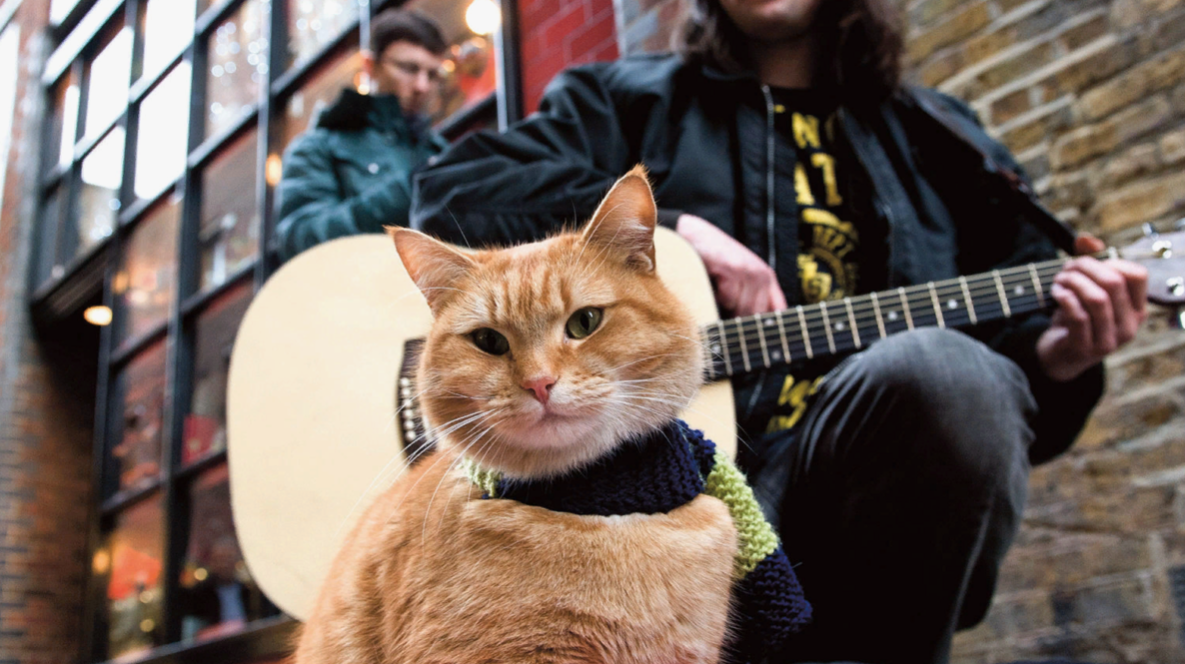 Moscow cat Tolik was given the rank of ensign