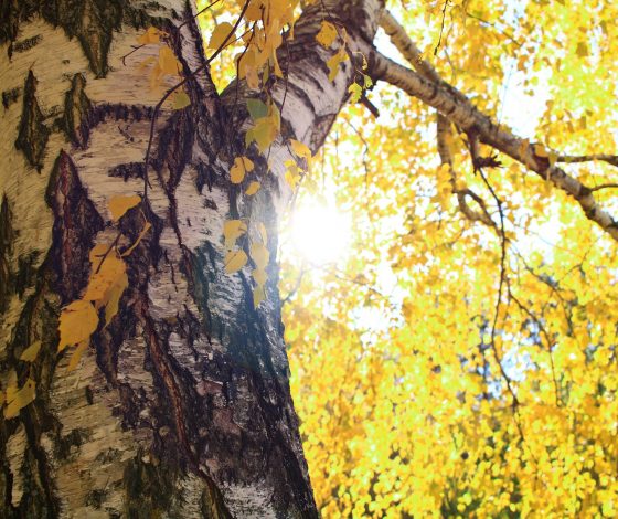 Эта осень стала самой теплой за всю историю наблюдений в Москве