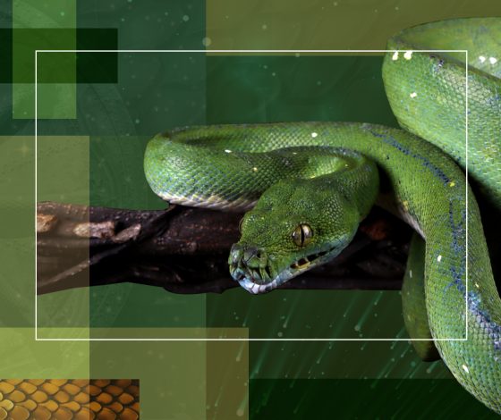 Зеленая Деревянная Змея: что нужно знать о символе 2025 года? Приметы, подарки, ритуалы