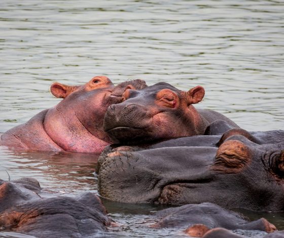 Новорожденный бегемотик покорил пользователей соцсетей: фото
