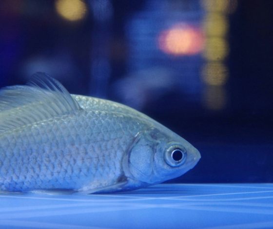 Российские соцсети заполнил мем с дуреющим карасем