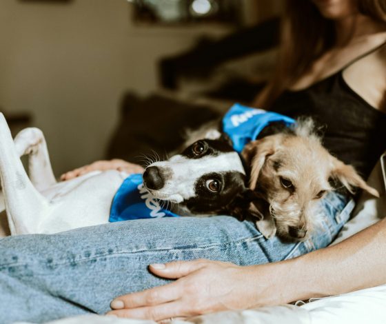 Названы самые популярные клички собак