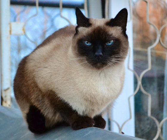 Кот-путешественник из Ленобласти случайно уплыл в Балтийск