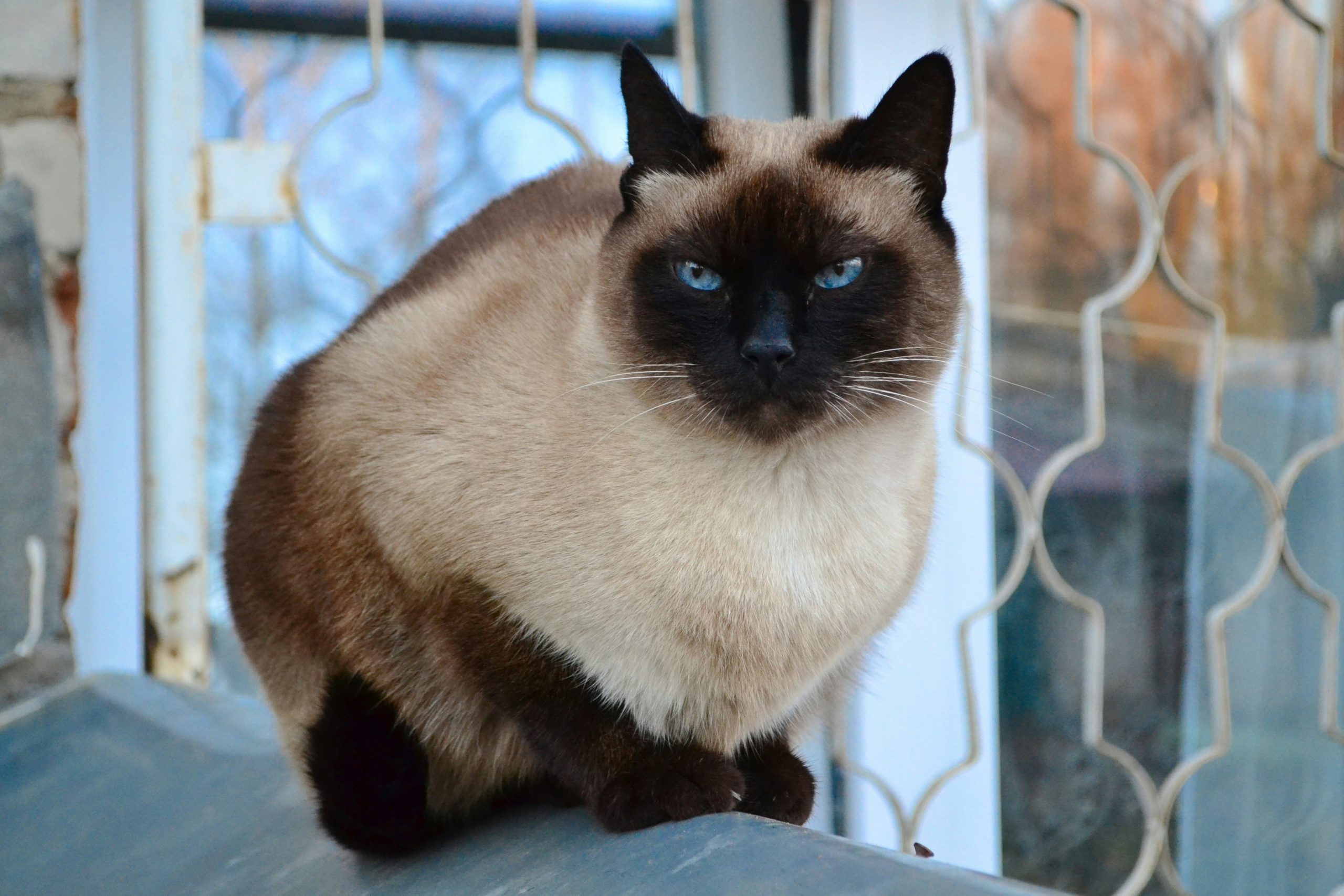 The cat saved the man by winning a lottery