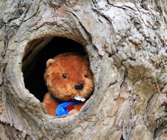 «Сидим с бобром за столом»: почему песня о грызуне стала популярным мемом