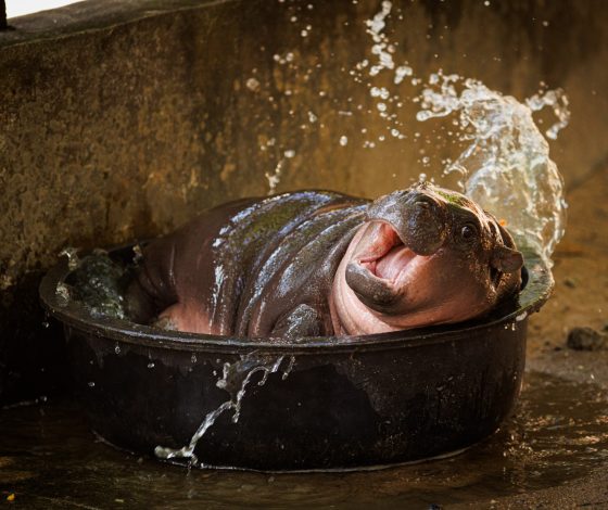 Ставший звездой соцсетей бегемотик Му Денг получил настоящее удостоверение личности: фото