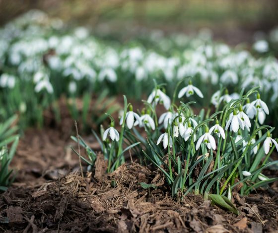 В Москве появились первые подснежники