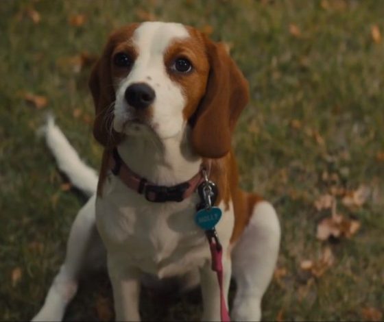 Российский вуз принял в студенты собаку