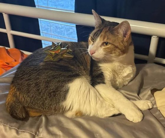 В социальных сетях возродился тренд StuffOnCats. Собрали самые смешные снимки с котиками