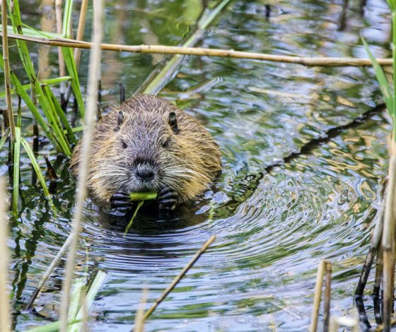 Бобры из Московского зоопарка снялись в клипе на трендовую песню