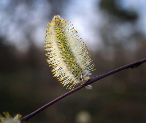 Не простуда, а пыльца: весна принесла сезон аллергенов