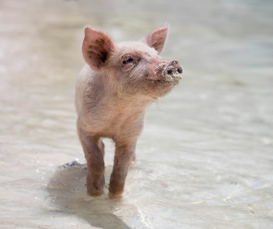 Семья мини-пигов была спасена из горящей квартиры в Подмосковье: видео
