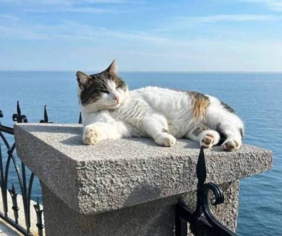 Кошку Мусю, сброшенную с «Ласточкиного гнезда», спасли