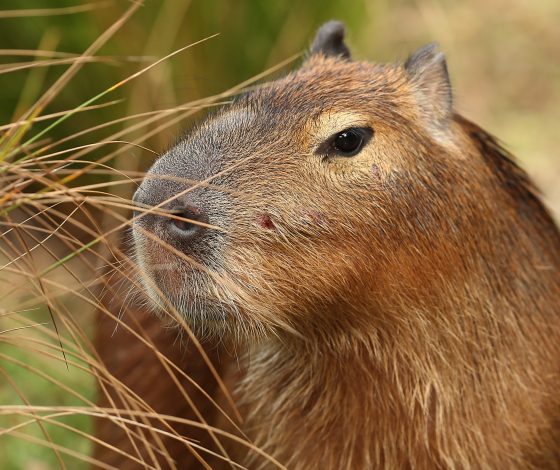Картины, написанные капибарами и пингвинами продадут на аукционе