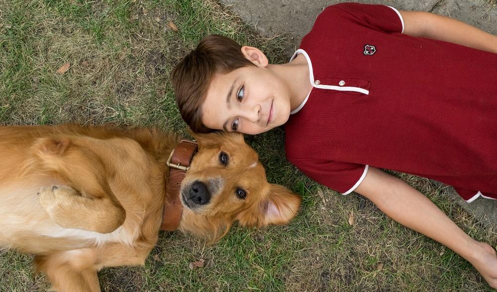 Milan Day: Gold Retriever Festival is discussing on the web