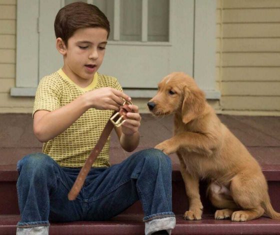 Милота дня: в Сети обсуждают фестиваль голден-ретриверов