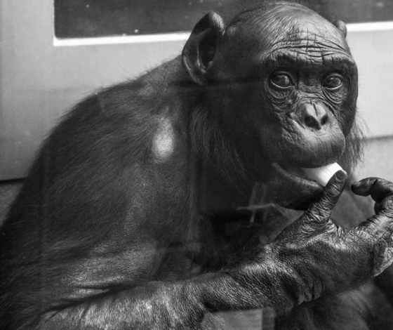 Самый умный шимпанзе Канзи ушел из жизни