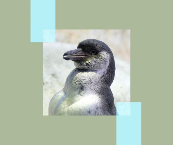 Редкие пингвинята родились в Московском  зоопарке: милые фото