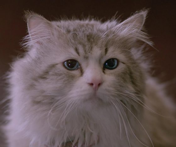 Девушка заработала 500 тысяч рублей за три месяца благодаря кошке