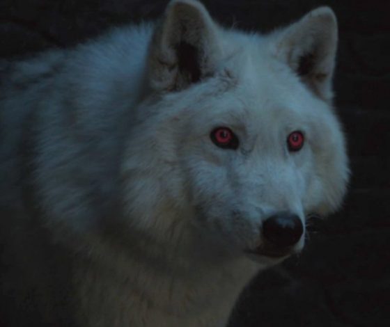 Джордж Мартин встретился с лютоволками из «Игры престолов»