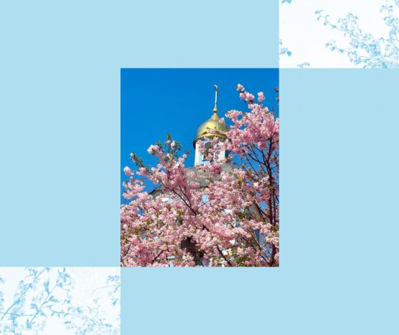 Где посмотреть на цветение сакуры в Москве