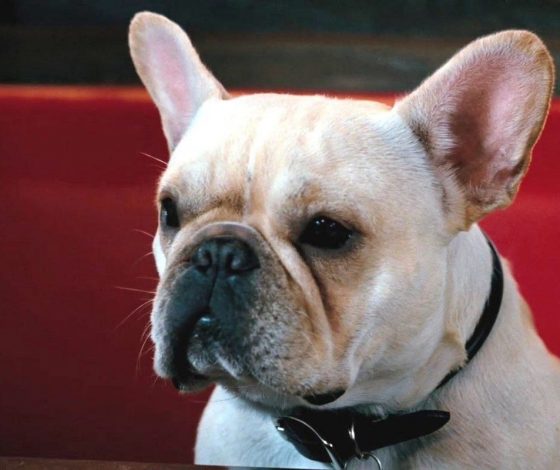 В Москве прошел парад французских бульдогов