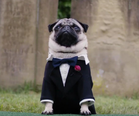 Мопс-блогер получил ученую степень по криминалистике