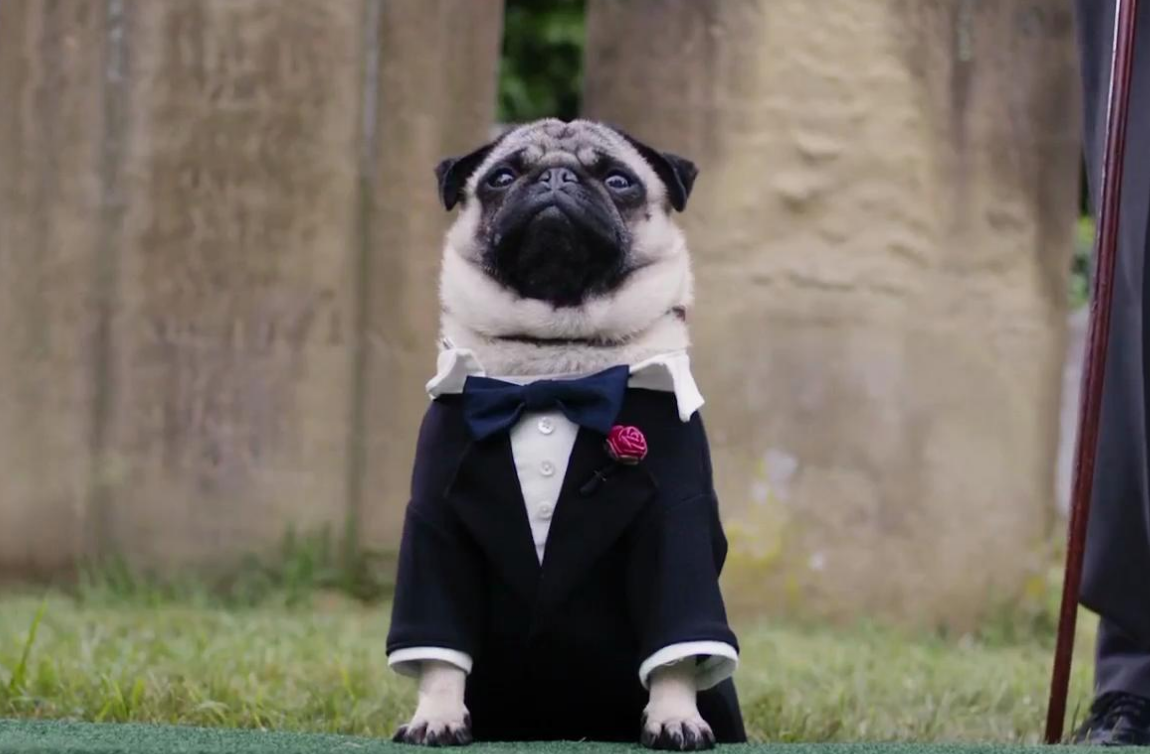 PUG-BLOGGER received the degree of Forensic Medicine
