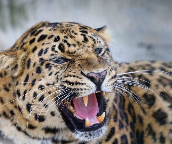 Что известно об отравлении животных в Московском зоопарке