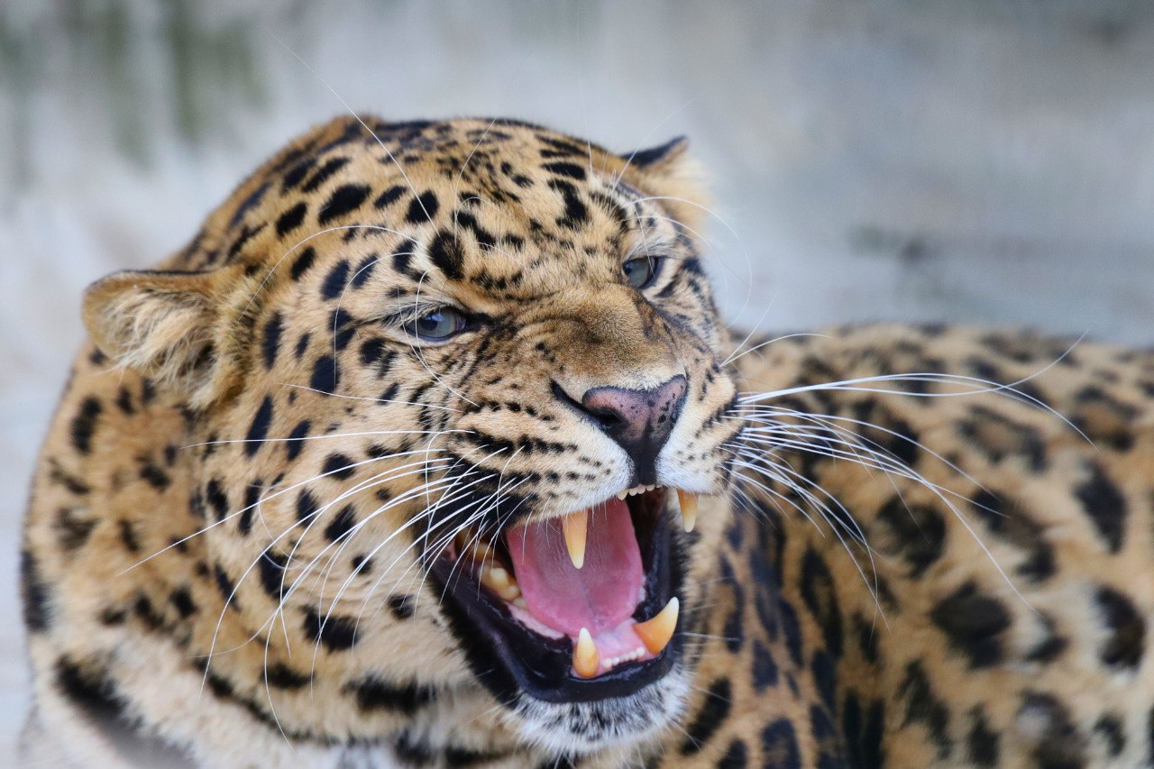 Known about animal poisoning in the Moscow zoo