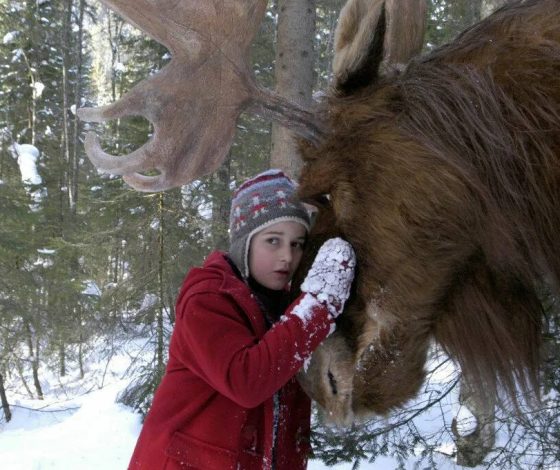 Лось Илюша, пострадавший в ДТП под Москвой, скончался из-за травм