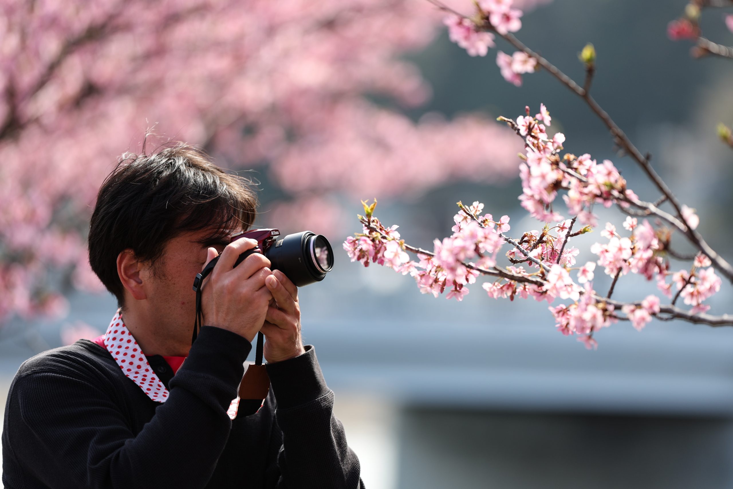 People refuse to go to Japan because of the predictions in the comic book