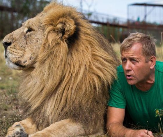 Директор «Тайгана» Олег Зубков подвергся нападению ранее спасенных им львов