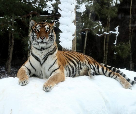Амурские тигры больше не находятся на грани исчезновения