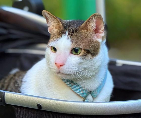 У кота президента Индонезии появилась собственная охрана