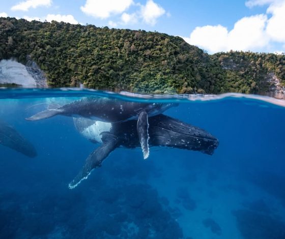 На дне Тихого океана нашли кратеры, которые могут изменить представление о зарождении жизни