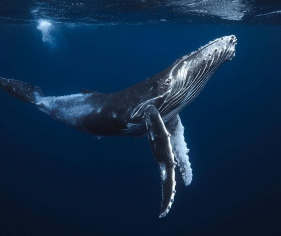 Российские ученые нашли останки древних китов в Арктике