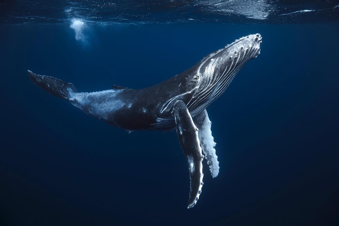 How does diving with whales change life