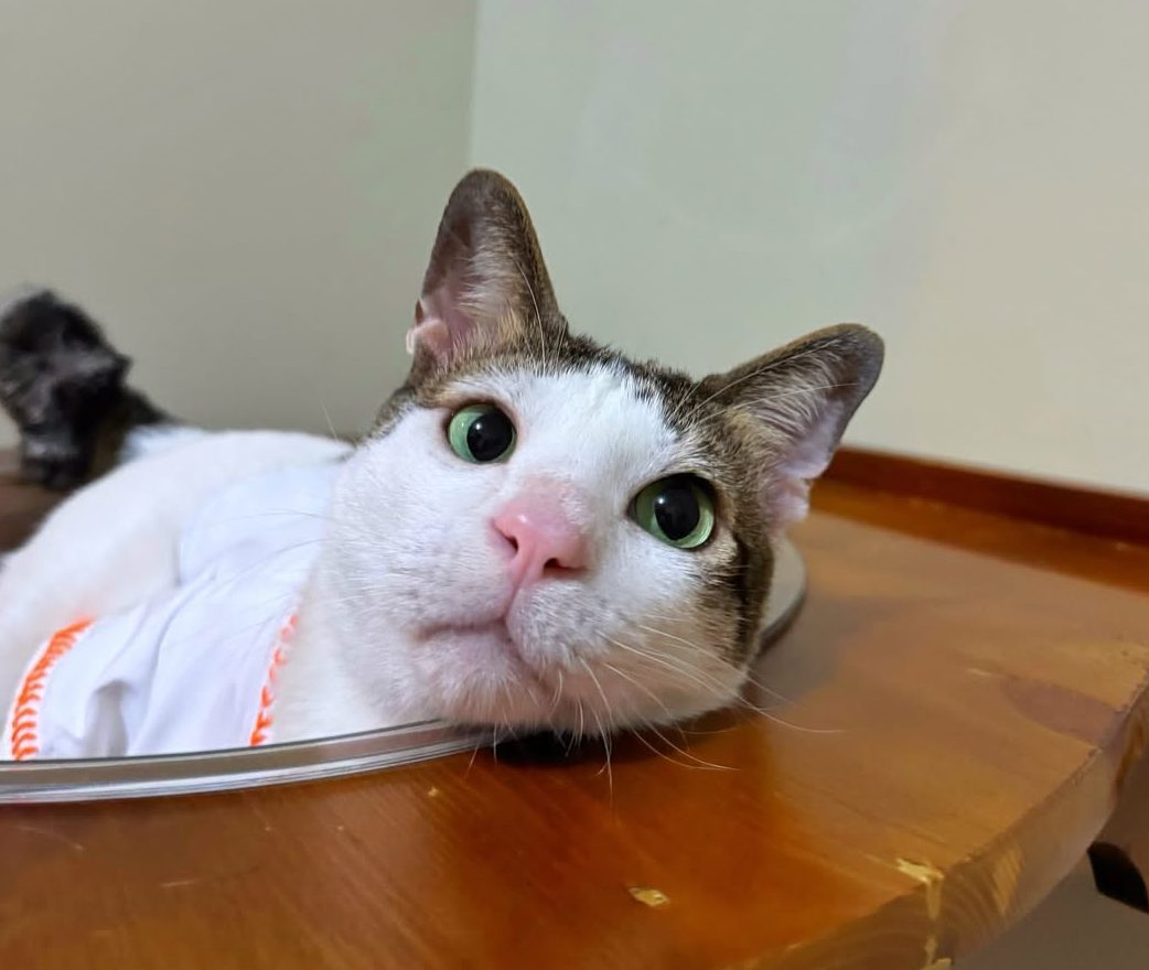 Indonesian President Cat has its own safety