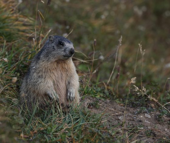 В России обнаружили «деревню» сурков